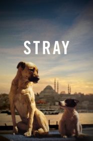 مشاهدة فيلم Stray 2020 مترجم