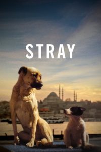 مشاهدة فيلم Stray 2020 مترجم