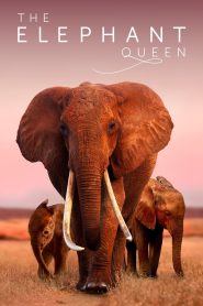 مشاهدة فيلم The Elephant Queen 2018 مترجم