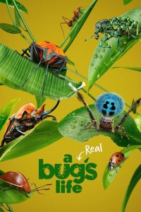 مسلسل A Real Bug’s Life